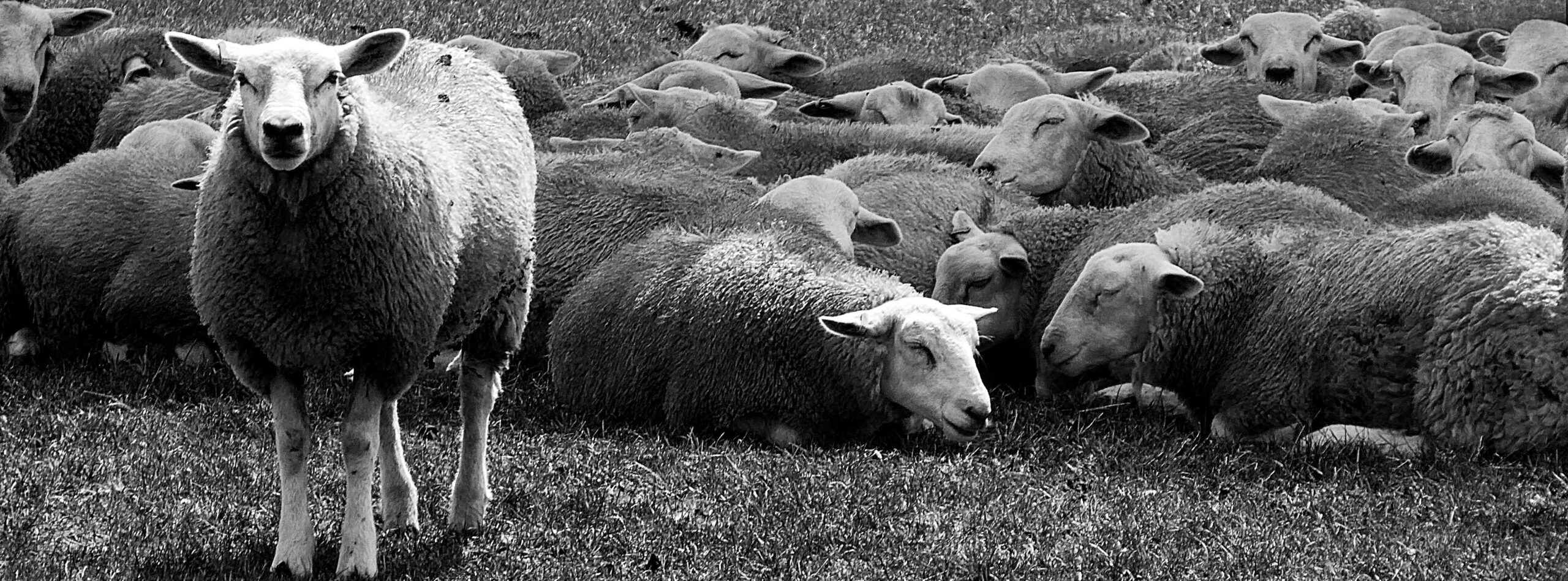 Sheep in a field
